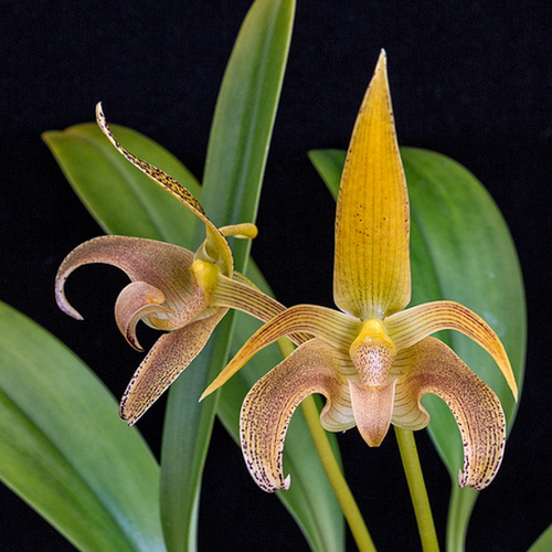 Bulbophyllum lobbii 'Kathy's Gold'
