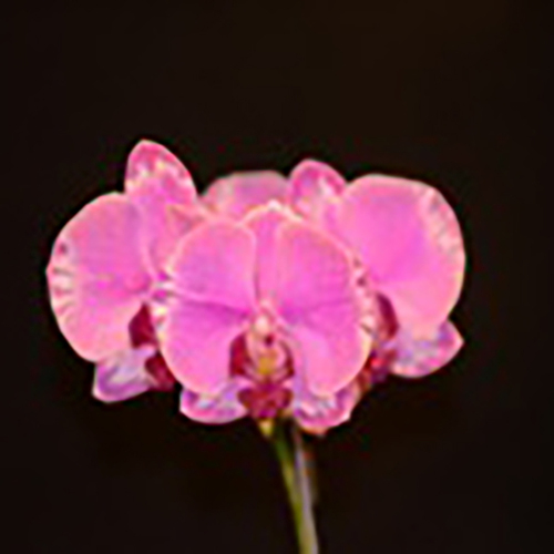 Phalaenopsis King Shing's Rose 'Hinotori'