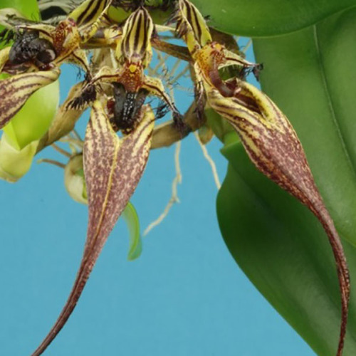 Bulbophyllum Cindy Dukes