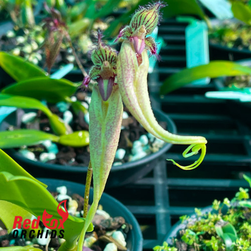 Bulbophyllum Fascination 'Bill's Pride'