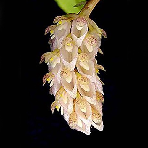 Bulbophyllum sicyobulbon