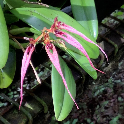 Bulbophyllum sanguineopunctatum x appendiculata