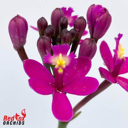 Epidendrum Topaz Special 'Beauty Cosmo'