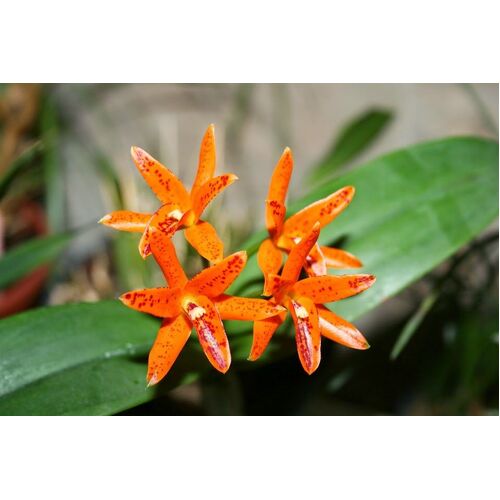 Guarianthe aurantiaca (Mishima Spot x self) 'Orange & Spots' x self