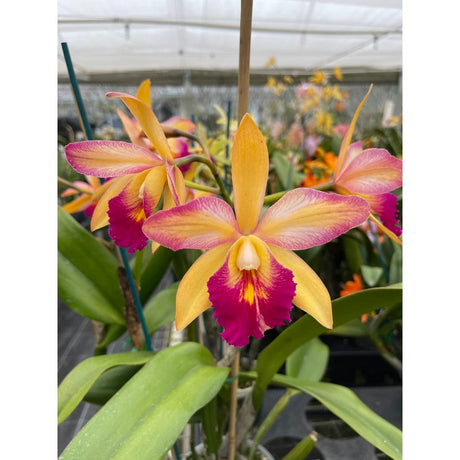 Exciting News from Red Fox Orchids!