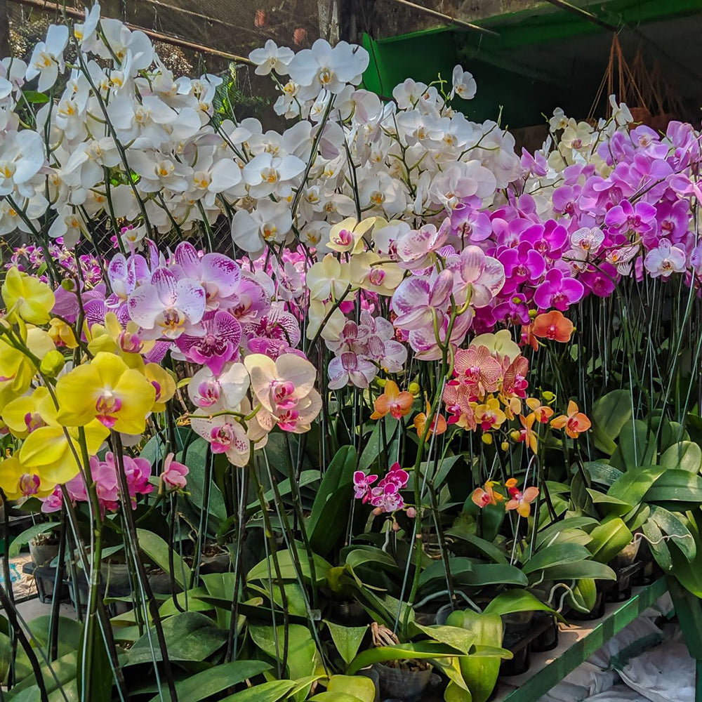 Orchids