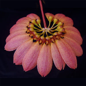 Bulbophyllum
