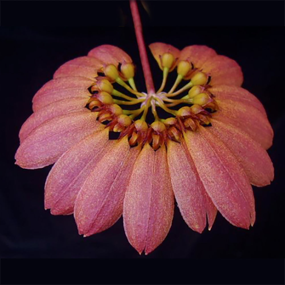 Bulbophyllum