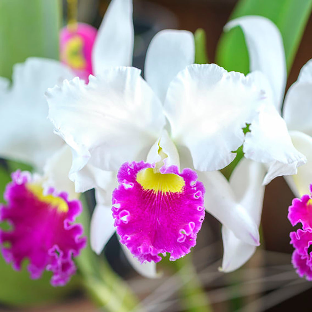 Cattleya