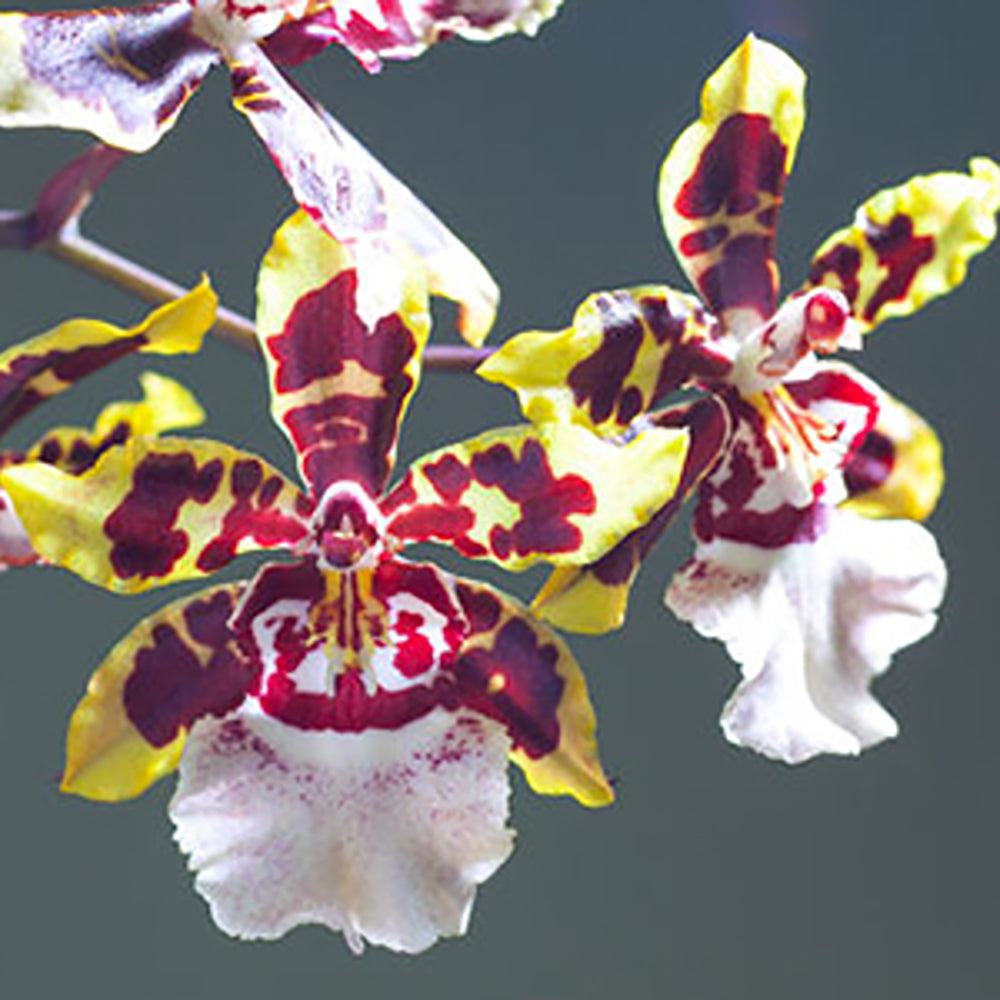 Oncidium
