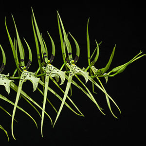 Brassia