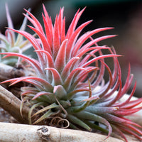 Tillandsia