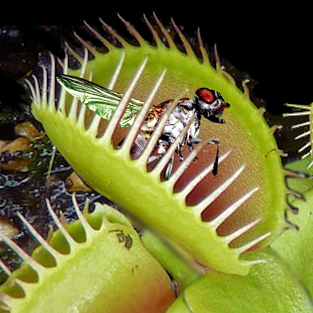 Carnivorous Plants