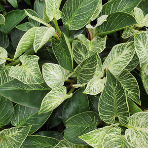 Philodendron