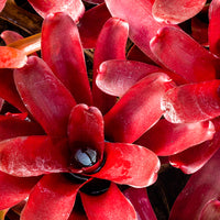 Neoregelia