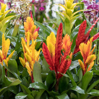 Vriesea