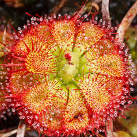 Drosera