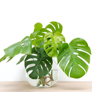 Monstera