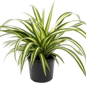 Chlorophytum