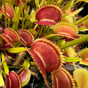 Dionaea