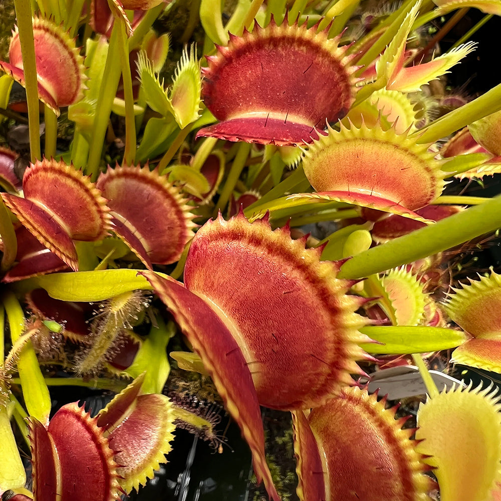 Dionaea