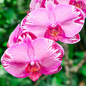 Phalaenopsis