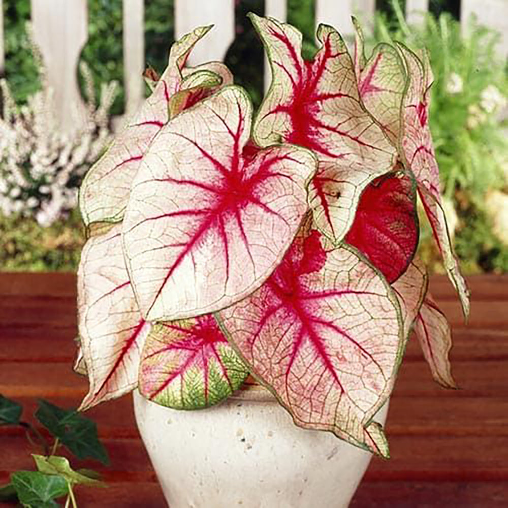 Caladium