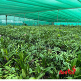 Cattleya Lucky Dip