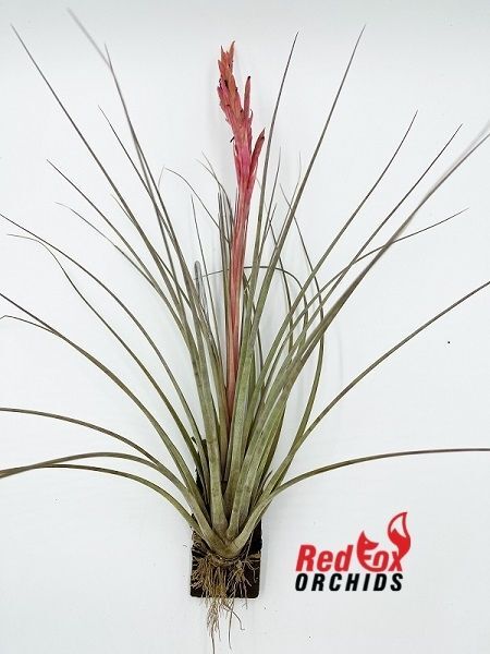Tillandsia tricolor x juncea