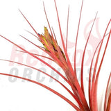 Tillandsia Widgee