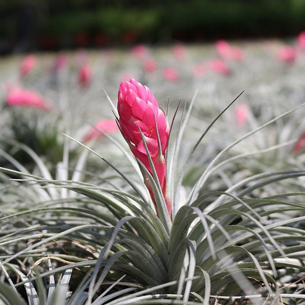 Tillandsia Cotton Candy