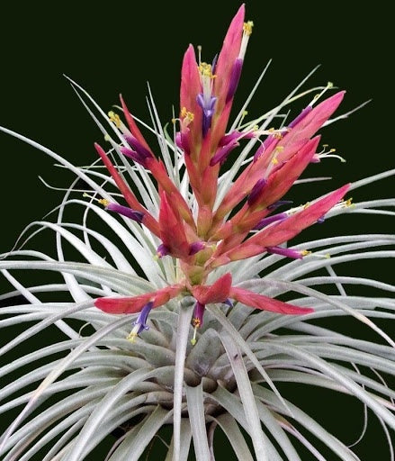Tillandsia flagellata