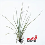 Tillandsia schiedeana var glabra