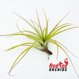 Tillandsia ‘Chiquininga’
