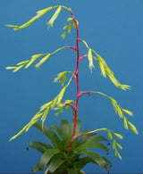 Vriesea delicatula