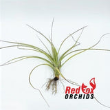 Tillandsia x smalliana