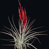 Tillandsia fasciculata x concolor