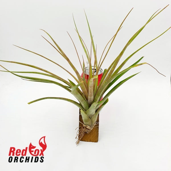 Tillandsia fasciculata x concolor