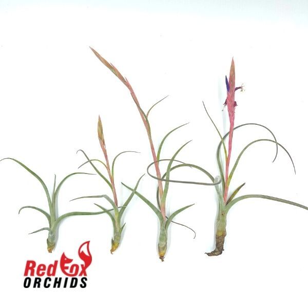 Tillandisa Pseudobaileyi