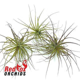 Tillandsia stricta