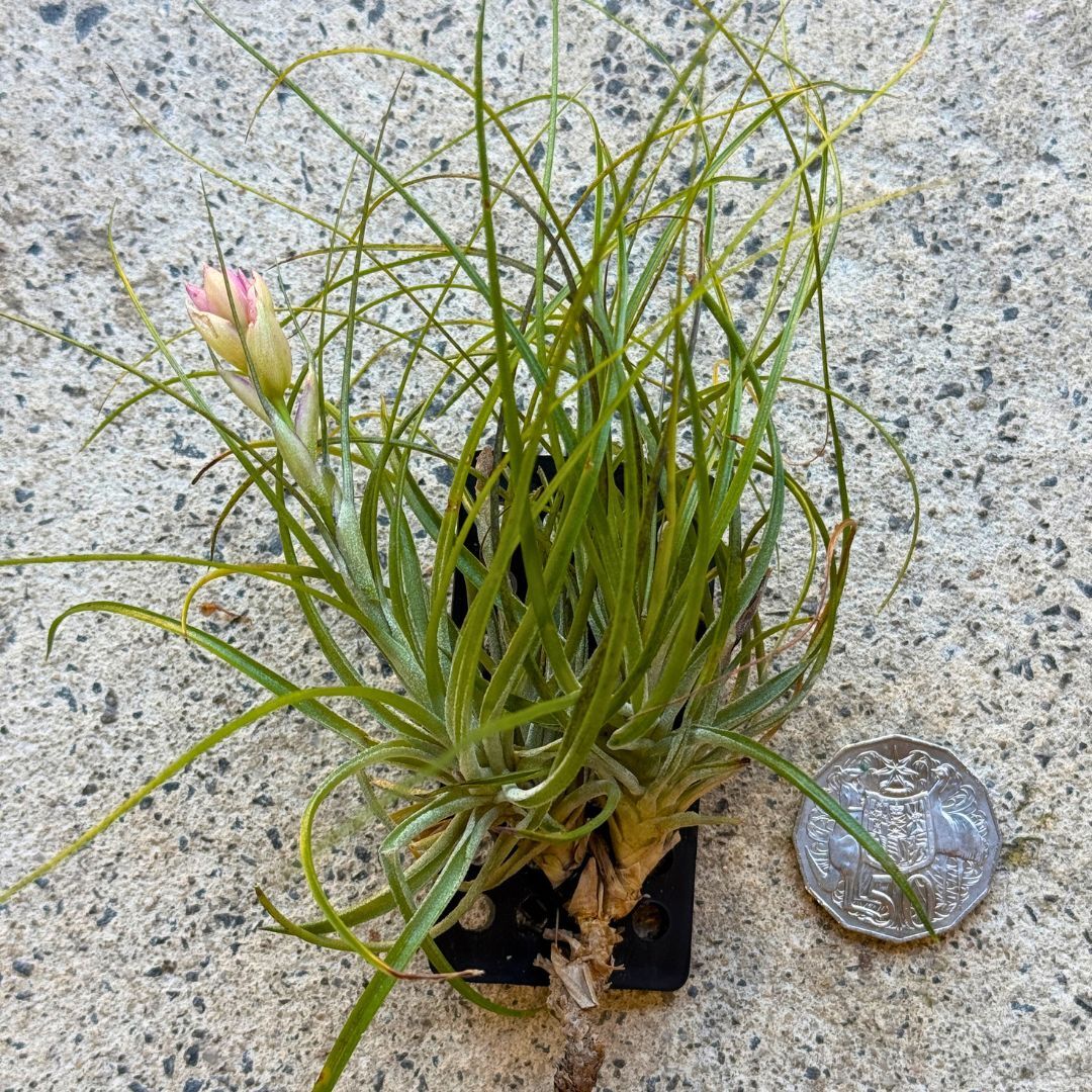 Tillandsia stricta