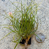 Tillandsia stricta