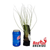 Tillandsia juncea