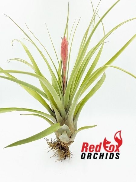 Tillandsia barclayana var minor