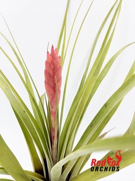 Tillandsia barclayana var minor