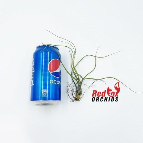 Tillandsia butzii