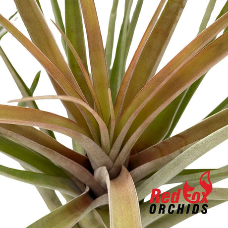 Tillandsia riohondoensis