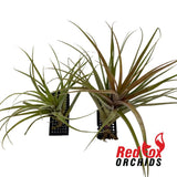 Tillandsia riohondoensis