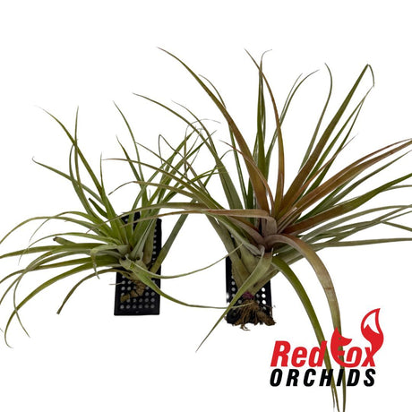 Tillandsia riohondoensis