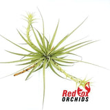 Tillandsia espinosae